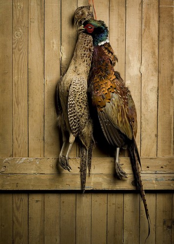 brace of pheasants